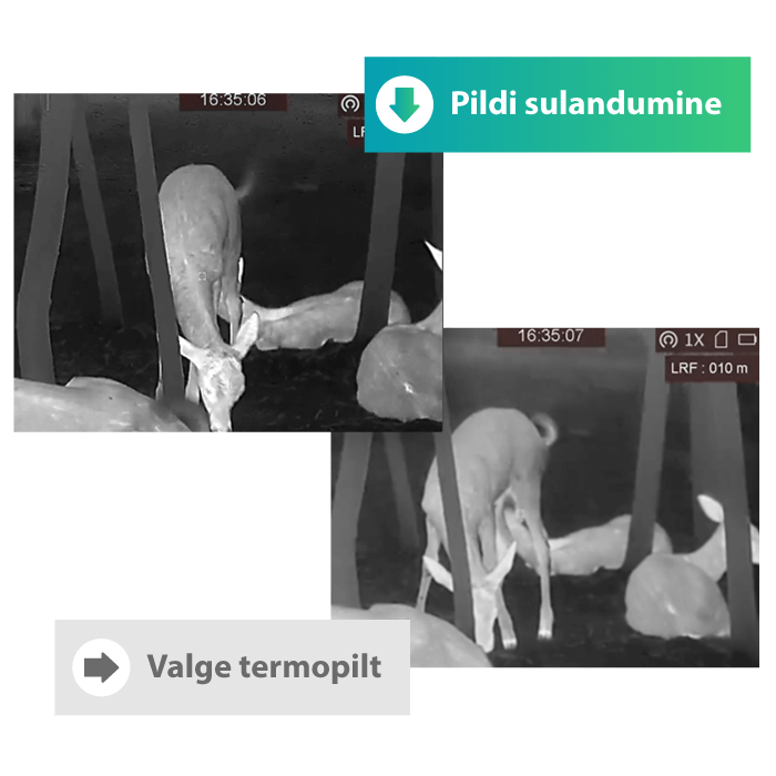 Valge-termopilt